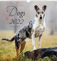 Kalendář 2022 nástěnný malý Dogs